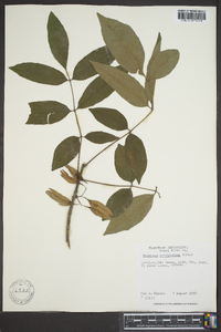 Fraxinus caroliniana image