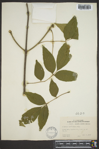 Fraxinus caroliniana image