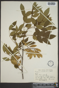 Fraxinus caroliniana image