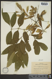 Fraxinus caroliniana image