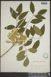 Fraxinus caroliniana image