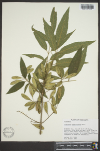 Fraxinus caroliniana image