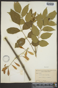 Fraxinus caroliniana image