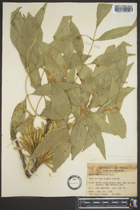 Fraxinus latifolia image