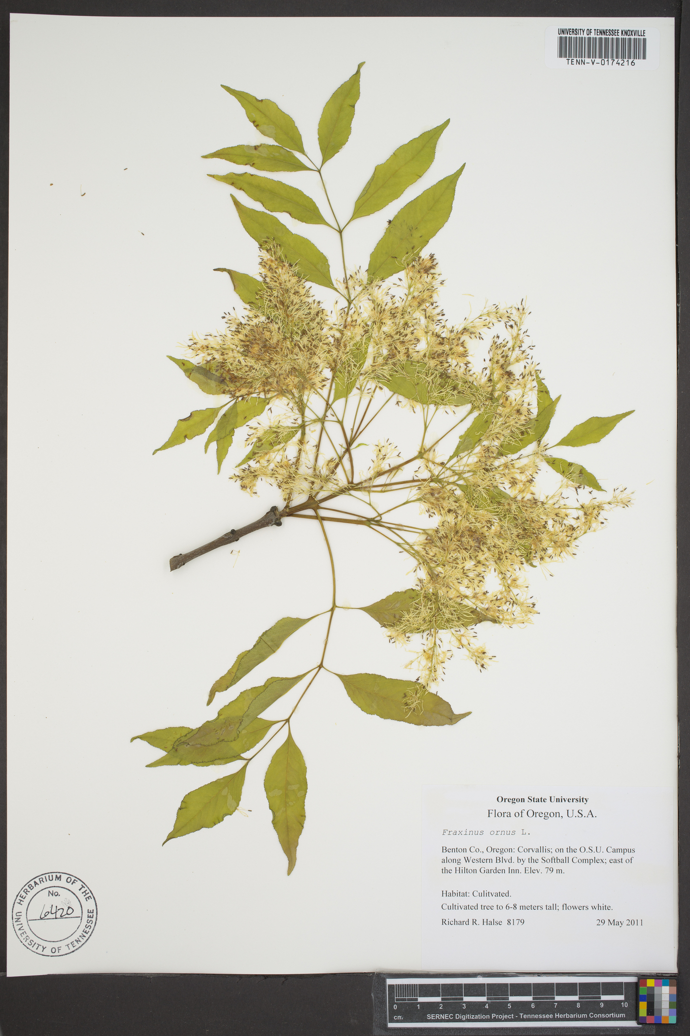 Fraxinus ornus image