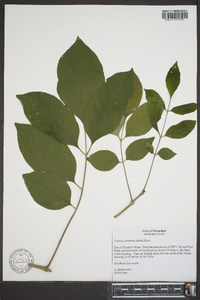 Fraxinus pauciflora image