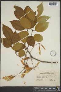 Fraxinus profunda image