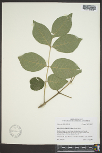 Fraxinus profunda image