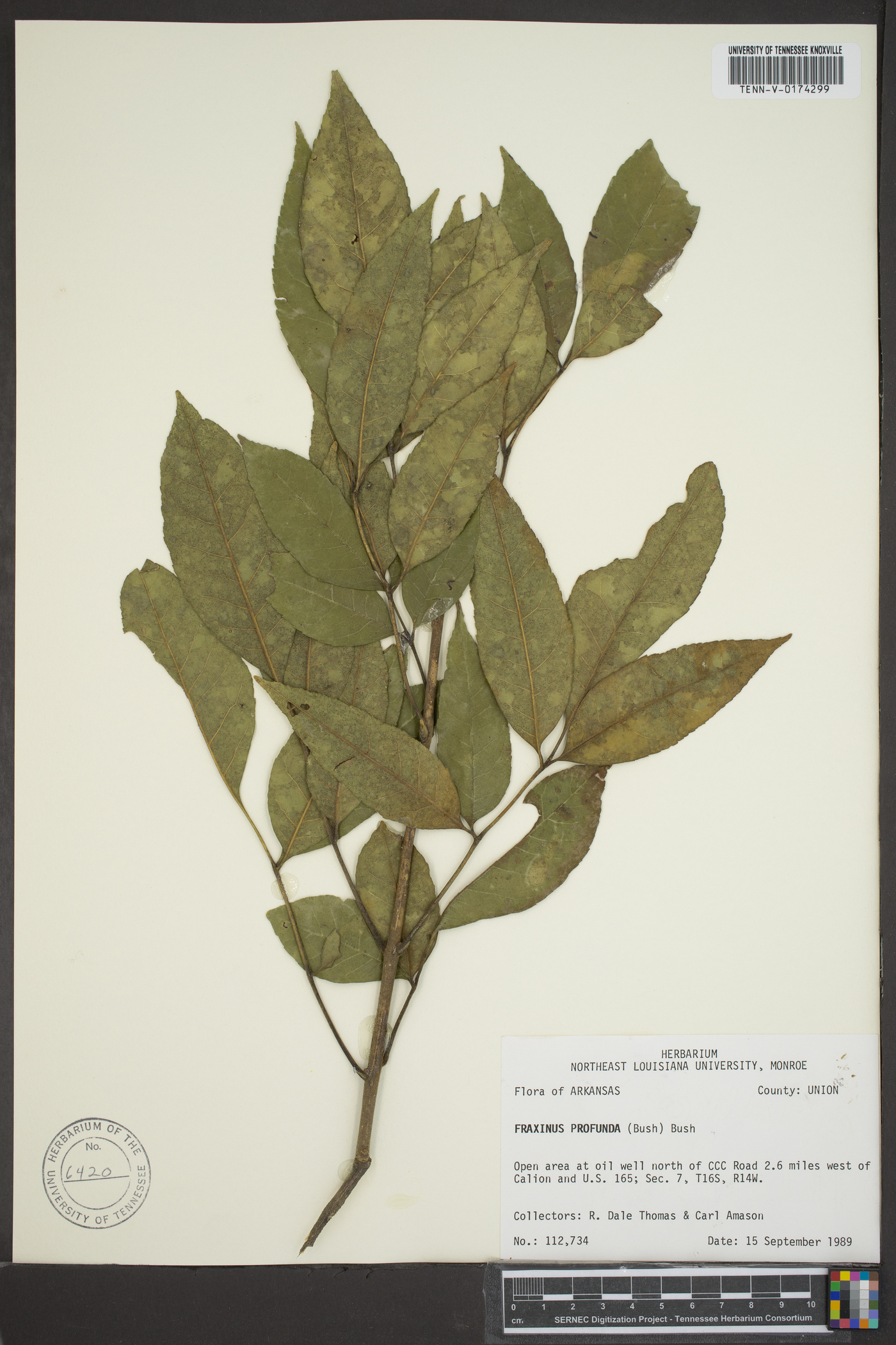 Fraxinus pauciflora image
