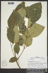 Fraxinus profunda image