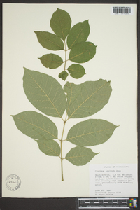 Fraxinus profunda image