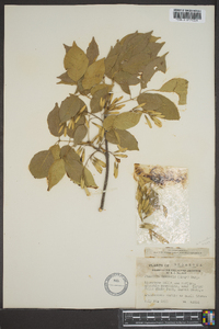 Fraxinus texensis image