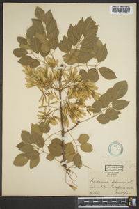 Fraxinus texensis image