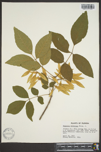 Fraxinus pauciflora image