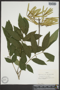 Fraxinus tomentosa image