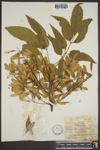 Fraxinus pauciflora image