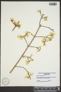 Forsythia viridissima image