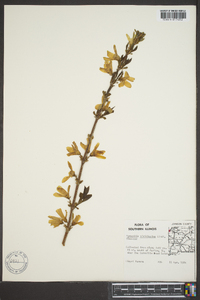 Forsythia viridissima image