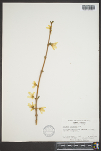 Forsythia viridissima image