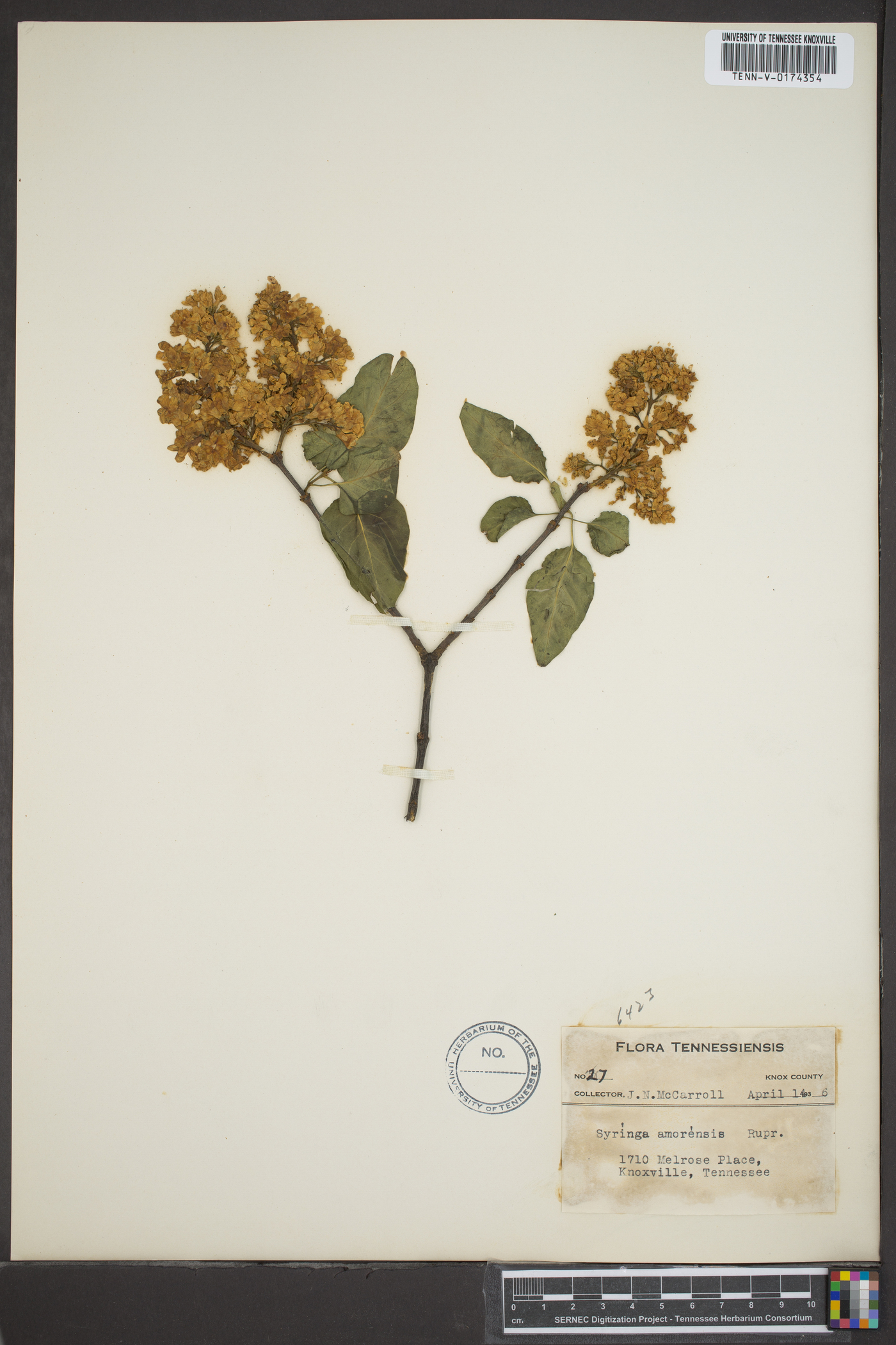 Syringa amurensis image