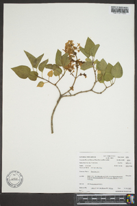 Syringa vulgaris image