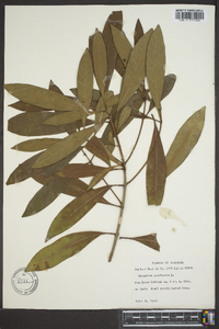 Osmanthus americana image
