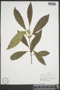 Osmanthus americana image