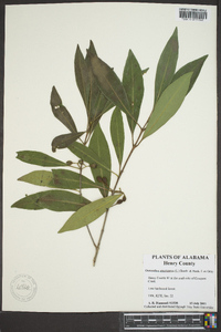 Osmanthus americana image