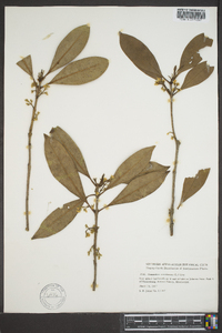 Osmanthus americana image