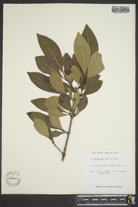 Osmanthus americana image