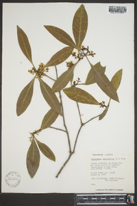 Osmanthus americana image