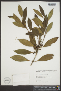 Osmanthus americana image