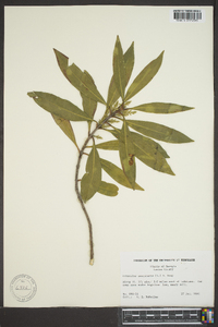 Osmanthus americana image