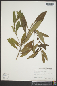 Osmanthus americana image