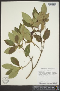 Osmanthus americana image