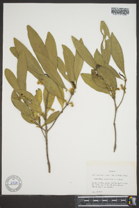 Osmanthus americana image