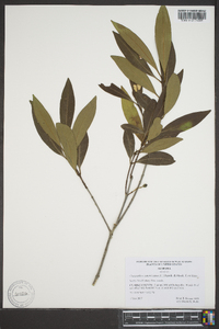 Osmanthus americana image