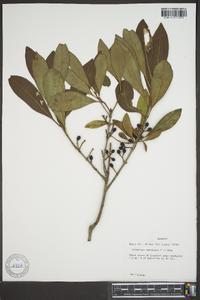 Osmanthus americana image