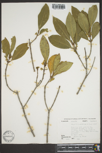 Osmanthus americana image