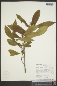 Osmanthus americana image