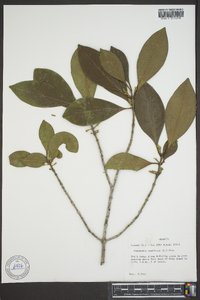 Osmanthus americana image