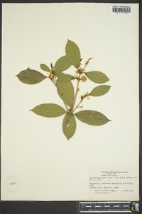 Osmanthus fragrans image