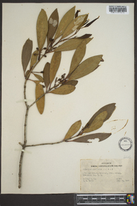 Osmanthus americanus image