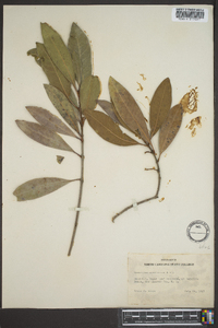 Osmanthus americanus image