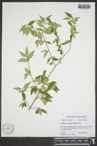 Forestiera acuminata image