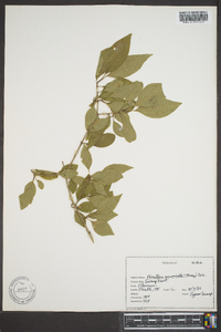 Forestiera acuminata image