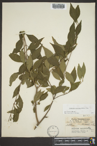 Forestiera acuminata image