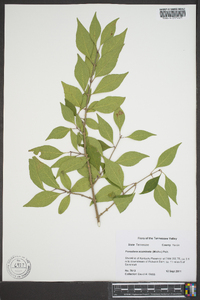 Forestiera acuminata image