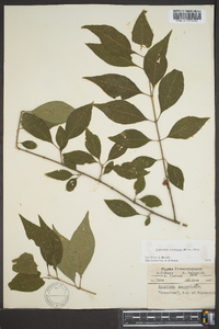 Forestiera acuminata image