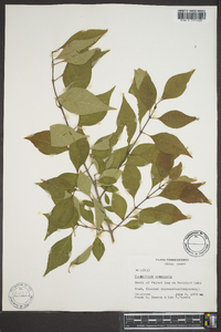 Forestiera acuminata image